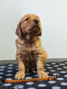 b5d9483ec1ace37c93258edcca3f1a75_138x183