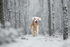 b60df3e438a06ca2ef046009b845d8fc_246