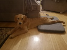 b6109e6b527ebdea3e9bf68236f370c0_232x174_fill