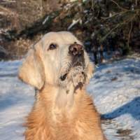 b646c509d698022e8f557772f3b90875_200x200_fill