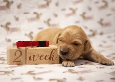 b6504e109547be7a2b38688e462e137e_237