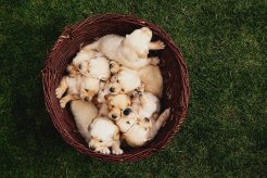 b707760b0757fd03b2e8589d2b2af636_246