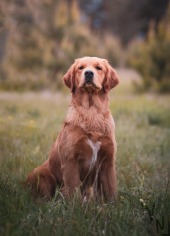 b7afd9e110831e409630a9d65b005229_170x236