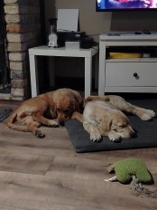 b81cd0daba576e9b78c4f8098eb1d102_174x232_fill