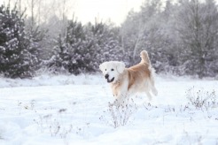 b894efd5a39d501b8e0133d615f9fcc1_246