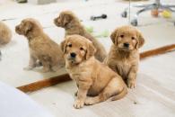 b8a214c056c67eef86c7e3175e2d877b_195x130_fill