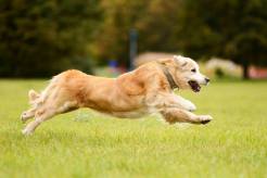 b8a860ad935b68c941e6fcc305932741_246x164_fill