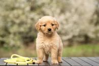 b8f00e7956f005077af225ea4a0e1a9a_195x130_fill