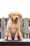 b9866360a4fdec5aa5be8d53568c8e77_130x195_fill