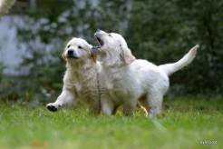 b99b38c21bbe980161a164a47329971c_246