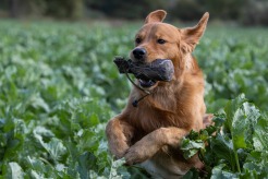 b9a66f45404839dcda607ce1fa8c69a0_246