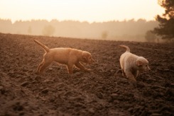 b9b6e7d842d9c071e643d3c68c39962d_245