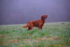 b9ff0cf1e9454f2d522b131c33e76696_245