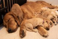 ba0c8f0ae740288719bf45ba296a3f4e_195x130_fill