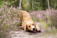 ba46553db4b0cc7e3cef34f95e1c26af_195