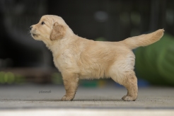 ba577a7394805766b5a0fe1204b3a775_246