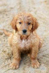 bacdc1fa9b7c296ecac44d3dd41a6ff9_164x246_fill