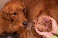 baf652a306a45ad37619fc2e1a6c6100_195x130_fill