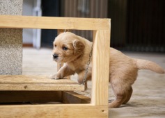 bb2599c6d8e1cbf5070871c832c18aa4_237