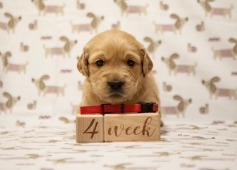 bb9c06fe113b4a1833e97076d980157e_237