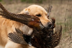 bc038b386c281239c074cf2f69e3c691_246