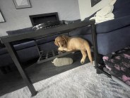 bc1d8c7541eb3f87dcbc1375032693b8_184x138_fill