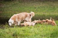 bc258056fa7865485a947d76406e6bfc_195x130_fill