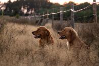 bc50512854c44ff2120ecd091a173e99_195x130_fill