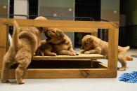 bcc7d8b7836d7c1f53379584606eee93_195x130_fill