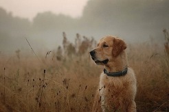 bce4b9f0324eaacc23535538a6e37b31_246x164_fill