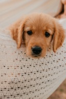 bd0e1b739a54f4e41b235db1c97c93df_130x195