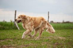 bd49771f458a5847f43b1acb125e9eaf_246x164_fill