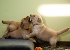 bd4a165f993bcdf130936cf2bf1bcfc4_237