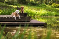 bd61bf70c97edc367a2c5ecf1a3ddf5b_195