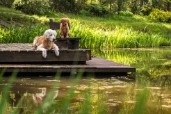 bd61bf70c97edc367a2c5ecf1a3ddf5b_246