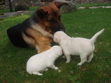 bd7f4d9416ce525f77fcac8b9efe9f57_461