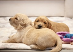 bd8991e34f8599dcdf45a90518554f8c_237