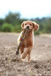 bdb2d6d327141d38098891dc11776036_164x245