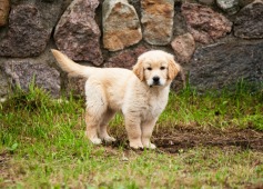 be3c270fab24df82deacdbc2bde4c017_237