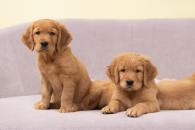 bec570f764c2b484758b8a5512ec11c6_195x130_fill