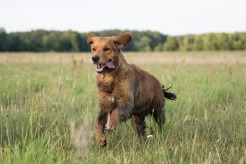 bef87e37f5f16b29a21e0001075e49aa_246