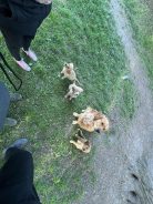 bf495933b6a7621a150455774203cdca_138x184_fill