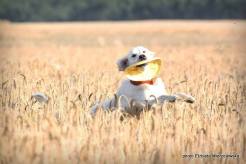 bf6729a7814741586c1ba41346eb855d_246x164_fill