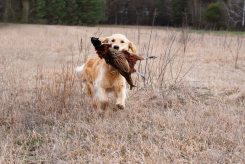 bfd28e7b33f58be4a42288bd6bc98941_245