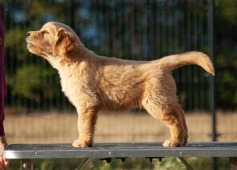 bfe31f26418d389c5f462f30b7d9f08b_237