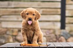 c02d325e4cd4d2f079678a3424d1562f_246x164_fill