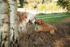 c038f79bef2af1ae12305336ce8ab8f4_246