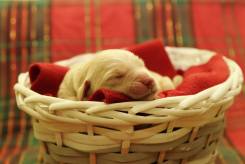 c0cb85c626b8a9b3b683bccd83c965ed_245