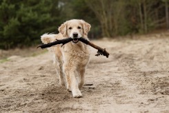 c14b6f5dffb9b412fd5e3c311169a9c1_245