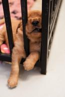 c15268c7887feef0a96c7c3c5cf221c0_130x195_fill